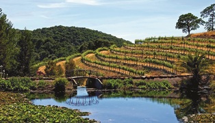 Napa vineyards and pond